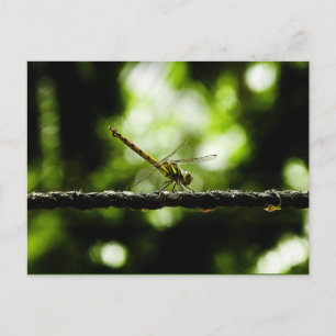Dragonfly - vykort