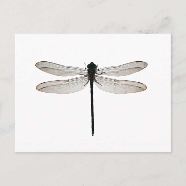 Dragonfly Vykort (Framsida)