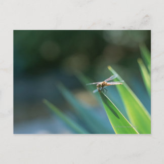 Dragonfly Vykort