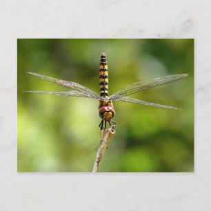 Dragonfly Vykort