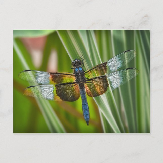 Dragonfly Vykort (Framsida)