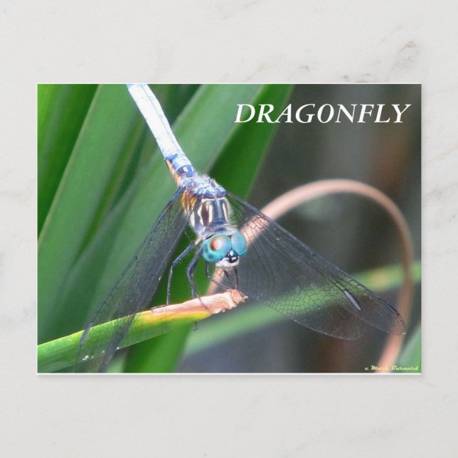 Dragonfly Vykort (Framsida)