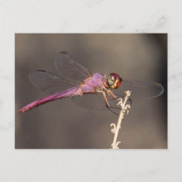 Dragonfly Vykort