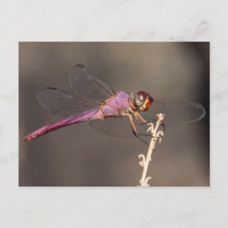Dragonfly Vykort