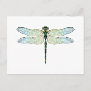 DragonFly Vykort
