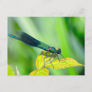 Dragonfly Vykort