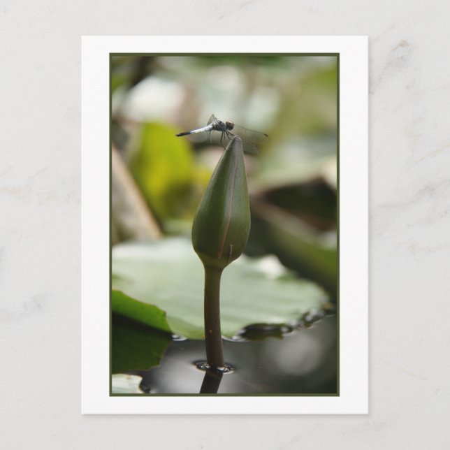 Dragonfly-vykort Vykort (Framsida)