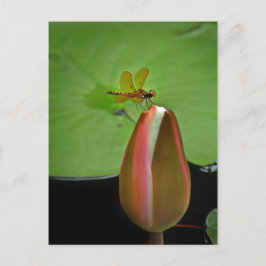 Dragonfly-vykort Vykort