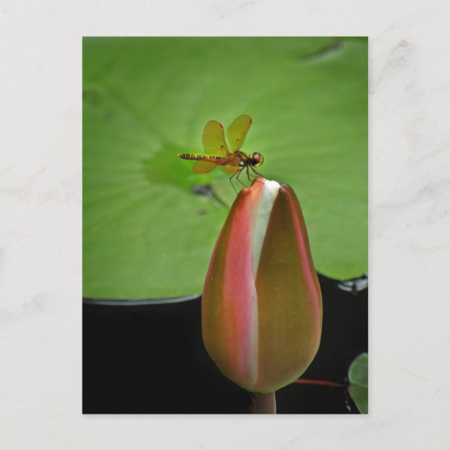 Dragonfly-vykort Vykort (Framsida)