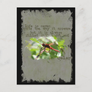 Dragonfly-vykort Vykort