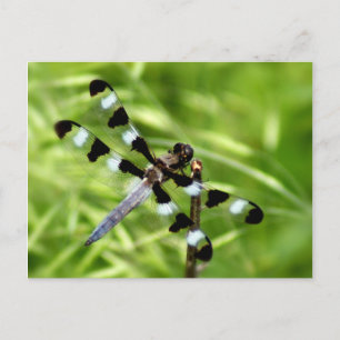 Dragonfly-vykort Vykort