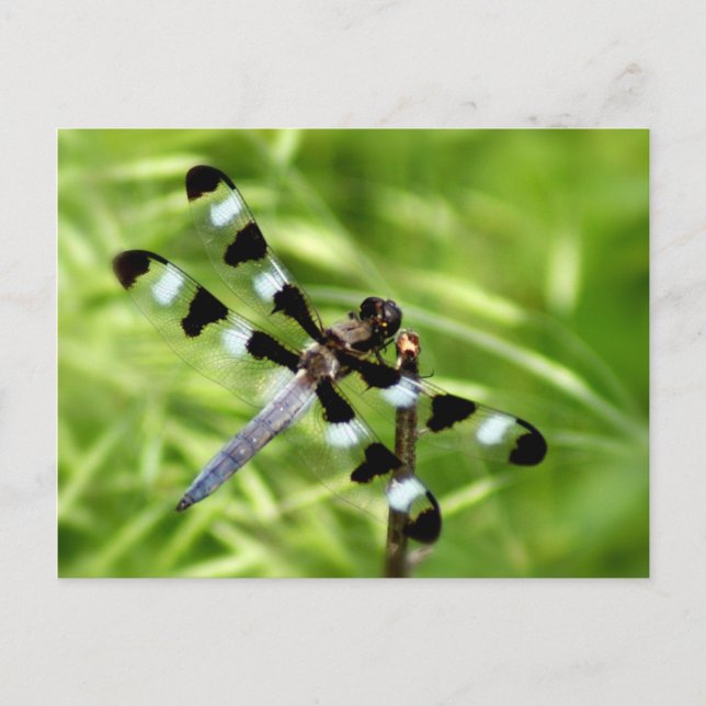 Dragonfly-vykort Vykort (Framsida)