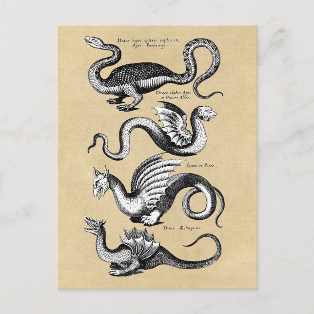 Dragons Sepias historia Vykort (Framsida)