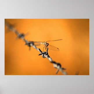 Dragonwire Poster