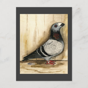 Dragoon Pigeon Blue Grizzle Vykort