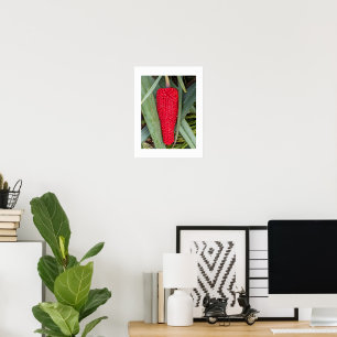 Drakblomma Röd Fröhöjd Botanisk Poster