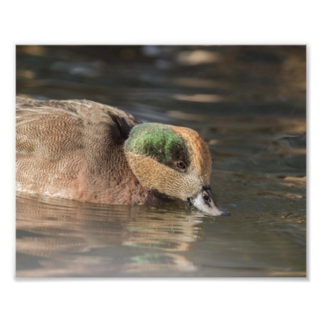 Drake American Wigeon Anka Fototryck (Framsidan)