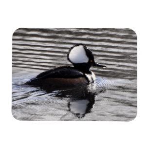 Drake för Hooded Merganser Magnet