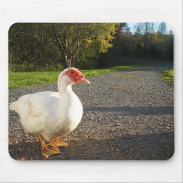Drake för vitMuscovy anka Musmatta