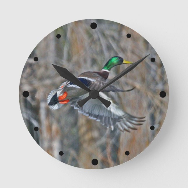 Drake gräsänder under flygning rund klocka (Framsida)