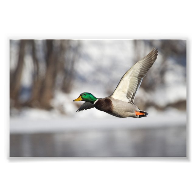 Drake mallard anka under flygning: Fotoutskrift Fototryck (Framsidan)