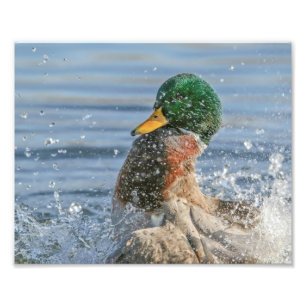 Drake Mallard Skapar Stora Stänk Fototryck