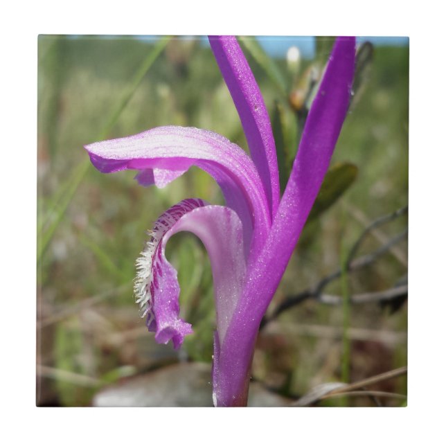 Drake munOrchid (den Arethusa bulbosaen) Kakelplatta (Framsidan)