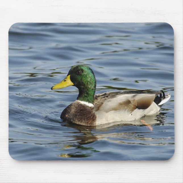 Drake Musmatta (Framsidan)