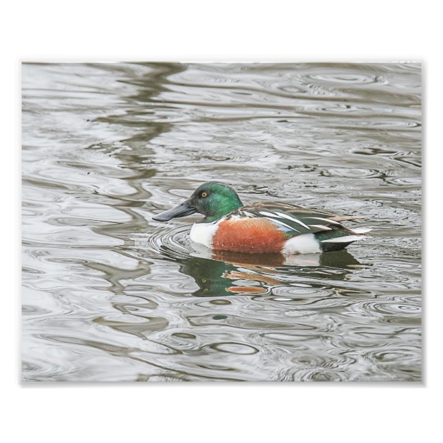 Drake Northern Shoveler i Rippled Vatten Fototryck (Framsidan)