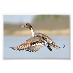 Drake Pintail Anka avgång från flygning Fototryck