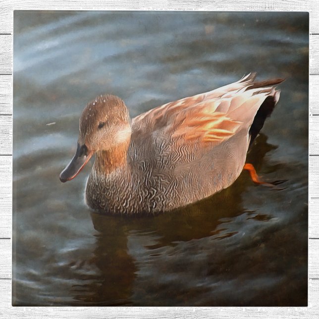 Drake vid Gadwall Anka vid Sjö Kakelplatta (Skapare uppladdad)