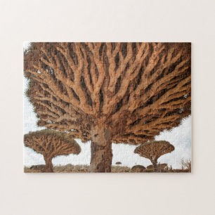Drakeblodträd, Socotraö, Yemen Pussel