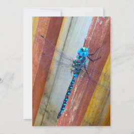 Drakefluga 5 x 7 uttrycks-/hälsningkort tack kort