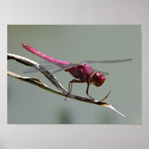 Drakefluga Poster