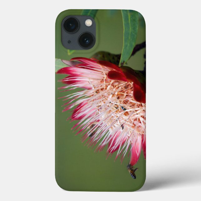 Drakensberg Sockerbuske (Protea Dracomontana) (Baksida)