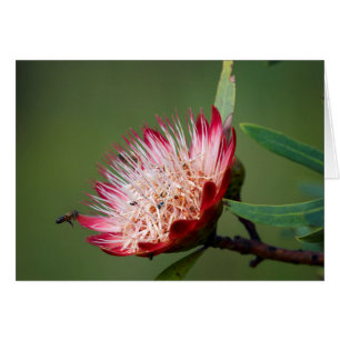 Drakensberg sockerbuske (Protea Dracomontana) Hälsningskort