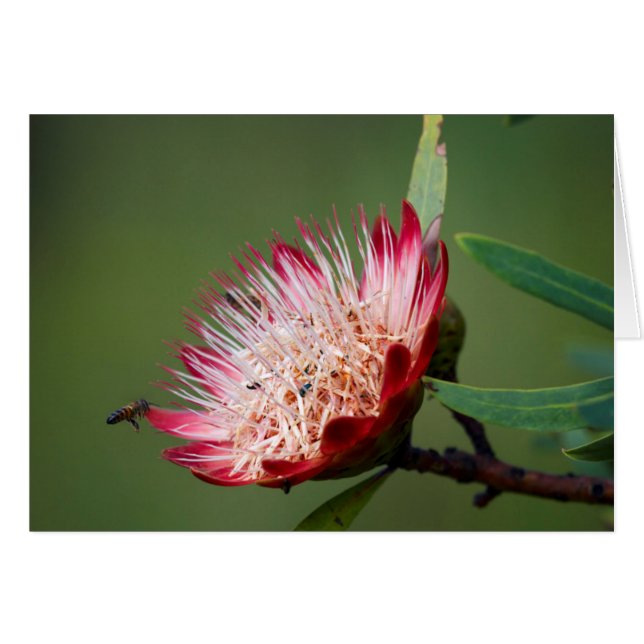 Drakensberg sockerbuske (Protea Dracomontana) Hälsningskort (Framsidan Horizontal)
