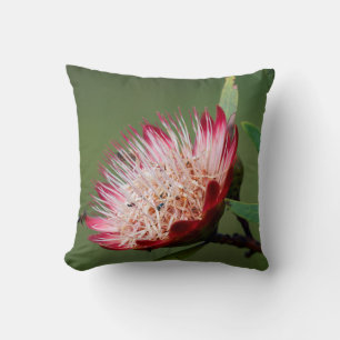 Drakensberg Sockerbuske (Protea Dracomontana) Kudde