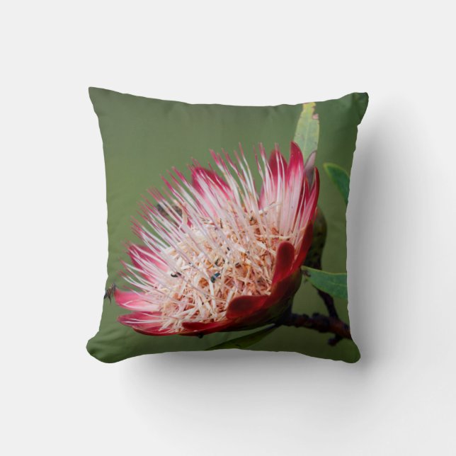 Drakensberg Sockerbuske (Protea Dracomontana) Kudde (Framsida)