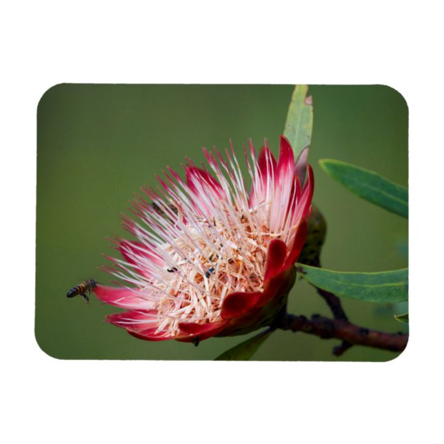 Drakensberg Sockerbuske (Protea Dracomontana) Magnet (Horisontell)