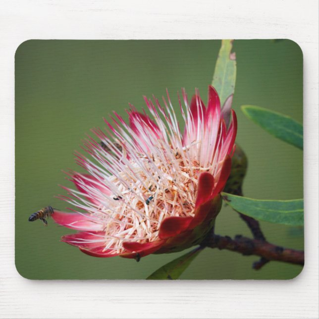 Drakensberg Sockerbuske (Protea Dracomontana) Musmatta (Framsidan)