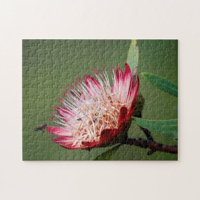 Drakensberg Sockerbuske (Protea Dracomontana) Pussel (Horisontell)