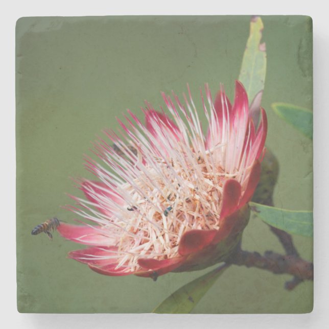 Drakensberg Sockerbuske (Protea Dracomontana) Stenunderlägg (Framsidan)
