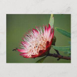 Drakensberg Sockerbuske (Protea Dracomontana) Vykort