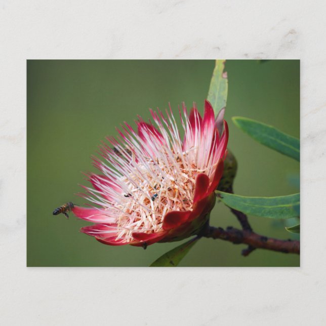 Drakensberg Sockerbuske (Protea Dracomontana) Vykort (Framsida)