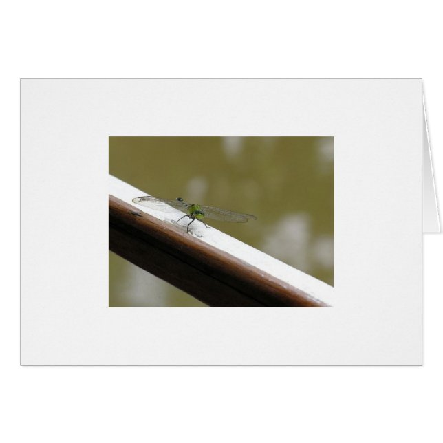 drakfluga på bayou OBS kort (Framsidan Horizontal)
