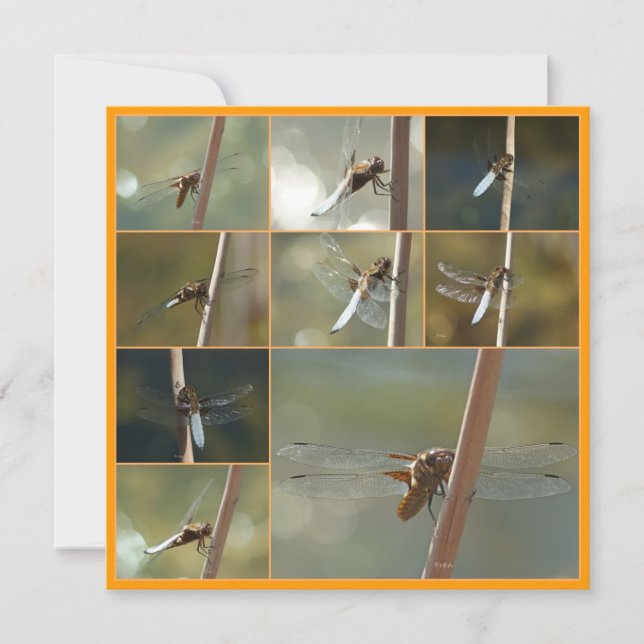 drakflugor (Framsida)