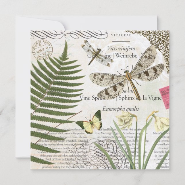 drakflygning med modern vintage fransk (Framsida)