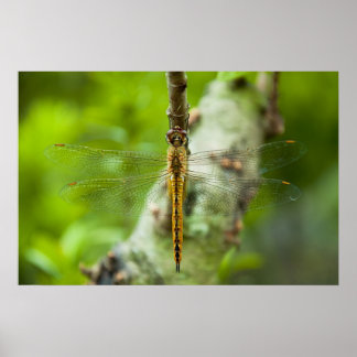 drakflygning poster