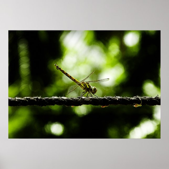 drakflygning poster (Framsidan)